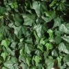 Haie De Lierre Artificielle 250 Feuilles 3 M²
